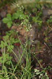 Image result for Brachyachne simonsii