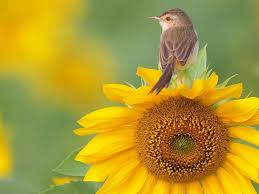 Hd Wallpaper Birds And Flowers Bird And Sunflower Sunflower Images Sunflower Wallpaper Bird