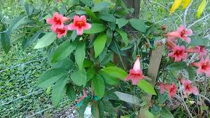 Image result for Bignonia capreolata