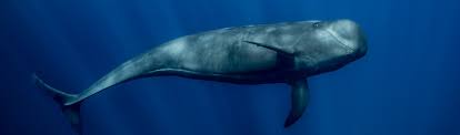 Animals use sounds and noises in nature for a wide variety of reasons. The Loudest Voice In The Animal Kingdom Bbc Earth