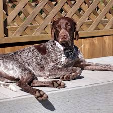 We are located between skinner and cypress rosehill next door to lone star veterinary hospital. Tails Pet Resort Llc Home Facebook