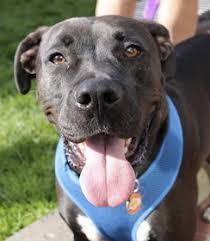 Maybe you would like to learn more about one of these? Brody Rocket Dog Rescue