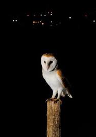 Scroll down and check out his short and/or medium blonde hairstyles & haircuts. Viridor Highlights Homeless Owls As They Claim Wildlife Success Inside Croydon
