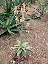 Image result for Aloe cameronii × greatheadii