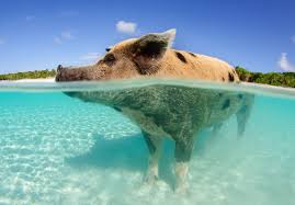 Das resort liegt an einem 8 km langen strand und verfügt über einen eigenen golfplatz. Bahamas Reisen Urlaub Auf Den Inseln Der Karibik Buchen