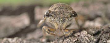 Avec l'été et sa chaleur réconfortante vient le chant des cigales! La Cigale Une Longue Vie A L Abri Des Regards Animateur Nature Com