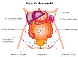 Durere cu caracter de crampe, constantă, chinuitoare, uneori chiar insuportabilă. Fosa Iliaca Dreapta Anatomie Si Fiziologie