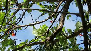 Image result for Cordia goetzei