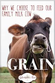 Why We Feed Our Family Milk Cow Grain Reformation Acres Dairy Cows Milk Cow Cow