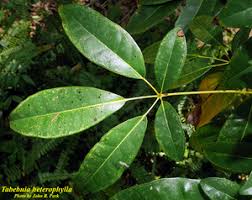 Image result for Tabebuia heterophylla
