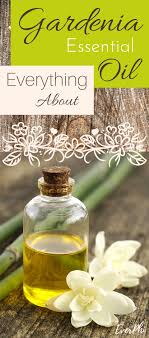 Gardenia Essential Oil Uses And Benefits For Health Gardenia Essential Oil Essential Oils Essential Oil Uses