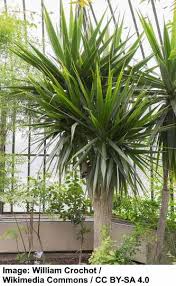 10 houseplant instagram accounts we're obsessed with. Types Of Dracaena With Care Guide And Pictures Identification