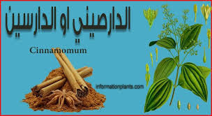 الدارصيني او الدارسين قسم النبات العطري نبات عطري انواع الاسماك مع الصور معلوماتية نبات حيوان اسماك فوائد green beans vegetables food