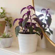 Growing purple passion houseplants (gynura aurantiaca) offers an unusual and attractive houseplant for the brightly lit indoor area. Velvet Plant Indoor Care Growing Guide