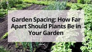 You can space your plants closer than this, as long as they are not touching, but at least half a foot is a good rule of thumb. Garden Spacing How Far Apart Should Plants Be In Your Garden