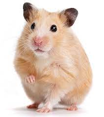 We did not find results for: 50 Amazing Hamster Facts For Kids Everything You Want To Know