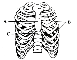 Lessons on the bone markings of the ribs and sternum. The Figure Given Here Is Of Rib Cage Identify The Parts Labelled As A B And C And Select The Correct Option Img Src Https D10lpgp6xz60nq Cloudfront Net Physics Images Ncert Fing Bio Obj Xi Lam C20 E01 065 Q01 Png Width 80 Biology Q A