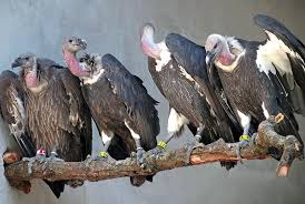Can be seen in 16 countries. Conservation Of White Rumped Vultures In Progress In Nepal The Himalayan Times Nepal S No 1 English Daily Newspaper Nepal News Latest Politics Business World Sports Entertainment Travel Life Style News
