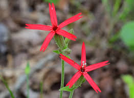 Image result for Silene abyssinica