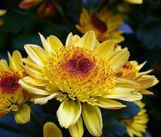 This flower's meaning of delicate beauty is pretty literal; 16 Chrysanthemums Ideas Chrysanthemum Chrysanthemum Flower Plants