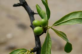 Image result for Sapotaceae