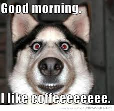 Funny Good Morning Photosa Image Search Results Funny Dog Faces Funny Animal Memes Funny Dogs