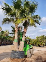 Image result for Washingtonia