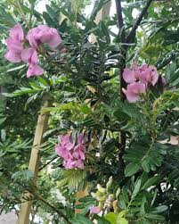 Image result for Virgilia oroboides