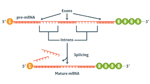 Transcription Vs Translation Worksheet Technology Networks