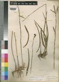 Image result for Polystachya dendrobiiflora