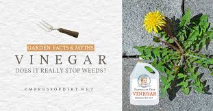A number of toxic ingredients found in weed killers can negatively affect your pet's health. Does Vinegar Kill Weeds Not Really Empress Of Dirt