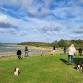 Midlands (Grafham Water) Bulldog Walk for GBSR UK event in Huntingdon