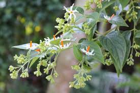 Top 10 Beautiful Flowering Trees Of India Flowering Trees Flower Garden Plans White Flowering Trees