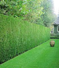 Unsere leistungen * pflasterarbeiten *pflasterreinigung *garten pflege *baumfellungen *baumentwurzelung *rollrasen *voll automatischen bewässerunganlage *bepflanzungen *zaun. Leyland Zypressen Hecke 1a Pflanzen Kaufen Baldur Garten