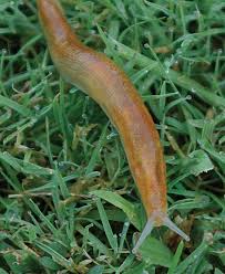 Slugs in garden can be problematic due to the sheer numbers and the fact they only feed during rainy days or at night. Winning The Slug Wars In The Garden Finegardening
