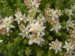 Image result for Sedum ruwenzoriense