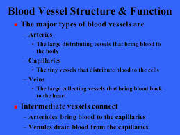 • the result of eating contaminated, spoiled or toxic food. The Cardiovascular System Blood Vessels Ppt Video Online Download
