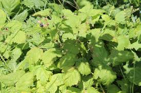 Image result for Rubus kirungensis