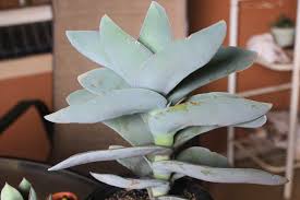 Image result for Crassula perfoliata