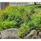 Hendrickson Park Native Plant Gardening