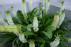 Image result for Eucomis zambesiaca