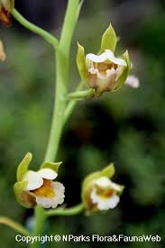 Image result for Eulophia tuberculata