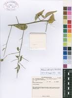 Image result for Maerua aethiopica