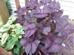 Image result for Oxalidaceae