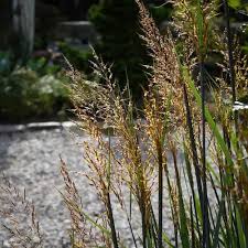 Image result for Sorghastrum nudipes