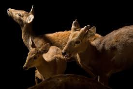 Image result for Calamus deerratus