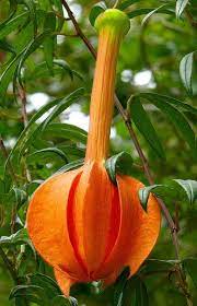 Passiflora Parritae Believed To Be Nearly Extinct In The Wild Rare In Cultivation Passion Flowers Are Alway Unusual Flowers Strange Flowers Amazing Flowers