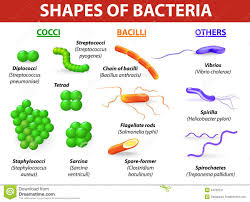 Http Www Dreamstime Com Stock Image Types Bacteria Common Infecting Human Vector Illustration Classified Grou Bacteria Shapes Bacteria Types Microbiology Lab