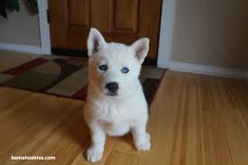 Check spelling or type a new query. White Husky With Blue Eyes Baby Cuteanimals