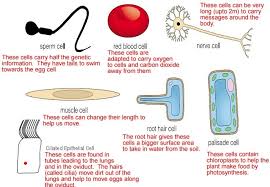 Dec 02, 2014 · the leaf is the organ in a plant specially adapted for photosynthesis. Cell Revision Flashcards